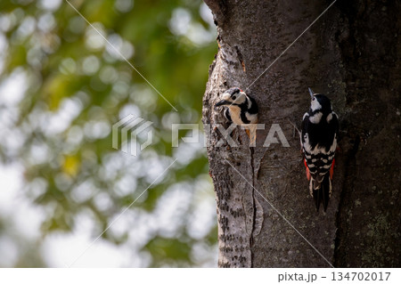 巣作り中のアカゲラ 134702017