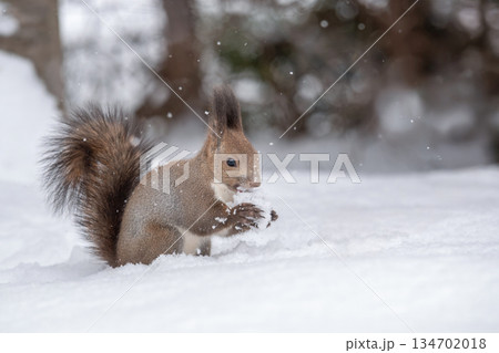 雪の中からクルミを探し出すエゾリス 134702018