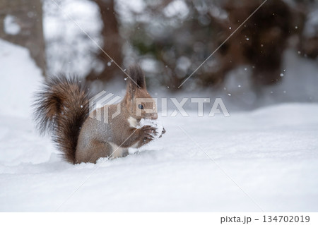 雪の中からクルミを探し出すエゾリス 134702019