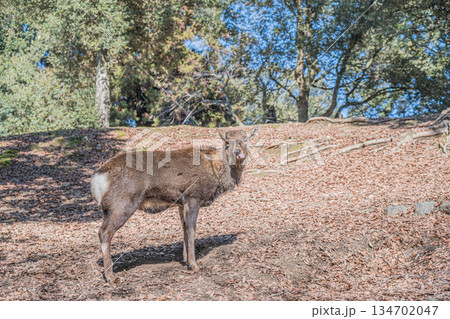 ニホンジカ（オス）　奈良公園 134702047