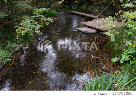 散策が楽しい源兵衛川の遊歩道 134702086