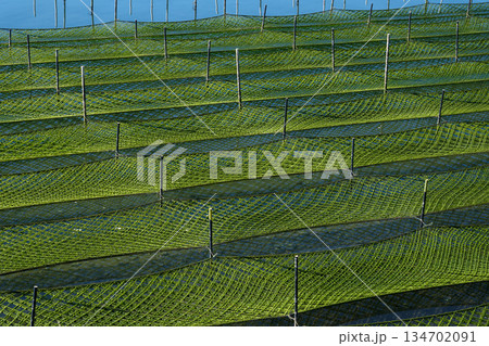 海苔の養殖が盛んな伊勢志摩の海 海苔の養殖が盛んな伊勢志摩の海 134702091