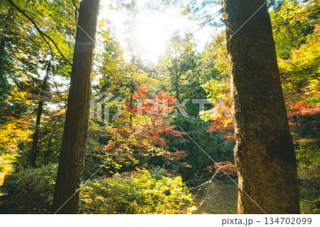 森の中の紅葉 134702099