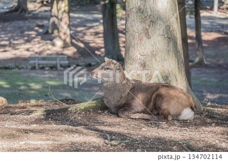 木の根元で寛ぐ鹿（オス）　奈良公園 134702114