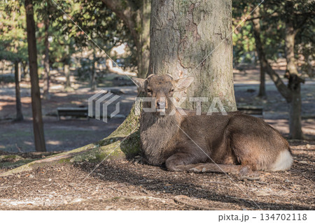 木の根元で寛ぐ鹿（オス）　奈良公園 134702118