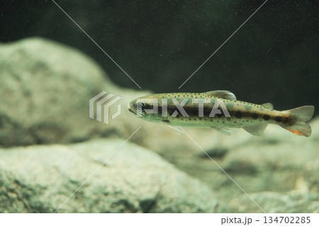 泳ぐヤマメ 134702285