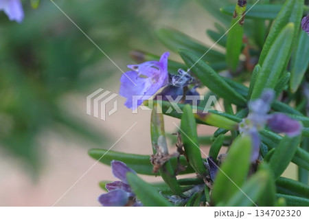 12月の冬の庭に咲く薄紫色のローズマリーの花 134702320