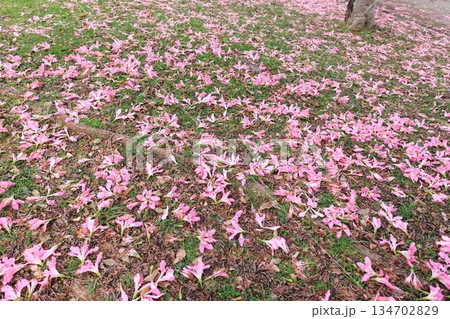 自然　植物　トックリキワタ、地面を覆う落下した花が美しい。十二月、那覇市の公園で 134702829