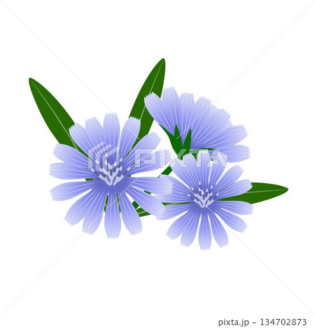 Chicory flowers with leaves on a white background. 134702873