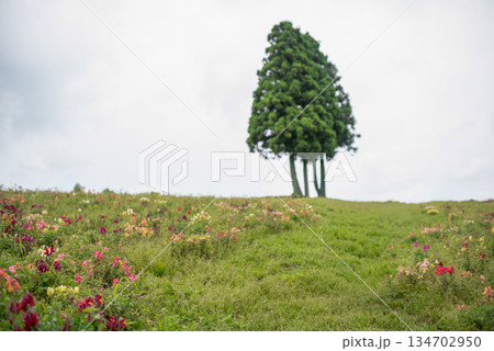 草原に立つ木々 134702950