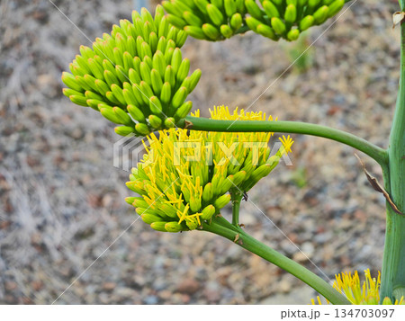 数十年に一度花を咲かせる植物リュウゼツラン 134703097