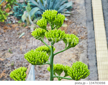 数十年に一度花を咲かせる植物リュウゼツラン 134703098