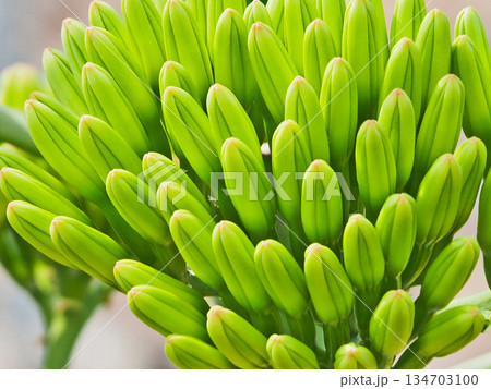 数十年に一度花を咲かせる植物リュウゼツラン 数十年に一度花を咲かせる植物リュウゼツラン 134703100