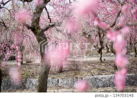 三重県 いなべ市 農業公園 満開の梅林公園 三重県 いなべ市 農業公園 満開の梅林公園 134703148