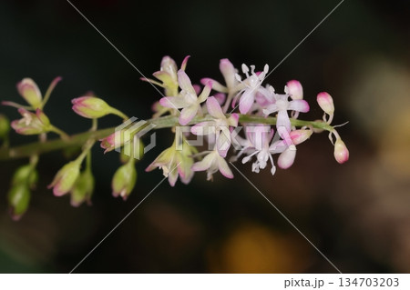 自然 植物 ジュズサンゴ、南米原産の花。観賞用で移入され沖縄などで野性化しています 自然 植物 ジュズサンゴ、南米原産の花。観賞用で移入され沖縄などで野性化しています 134703203