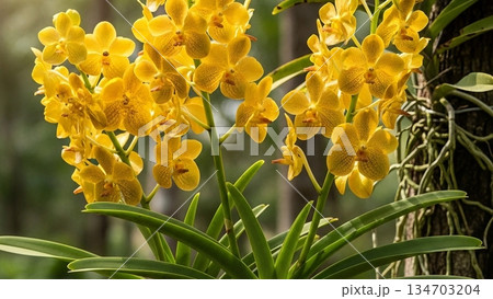 Golden Yellow Vanda Suavis Orchid Blooming in Nature 4K AI 134703204