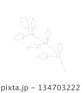 手描き感のあるオリーブの小枝のモノクロ線画素材。ナチュラルなウェディングやロゴデザイン　イラスト 134703222