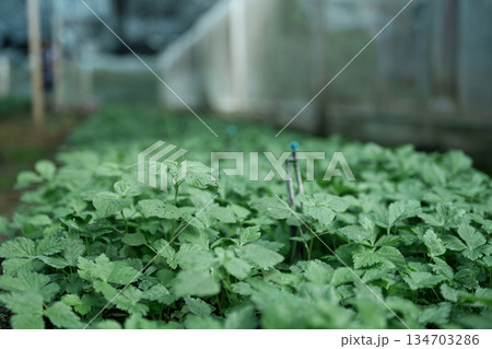 Fresh Mitsuba growing in a shaded greenhouse and Smart Irrigation System Fresh Mitsuba growing in a shaded greenhouse and Smart Irrigation System 134703286