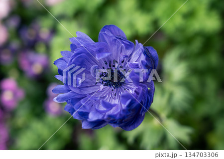 青い花 134703306