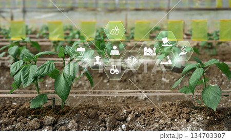 Shishito Pepper plant sprouting from soil with interface, agriculture technology concept Shishito Pepper plant sprouting from soil with interface, agriculture technology concept 134703307