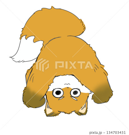 でんぐり返りするキツネ 134703431