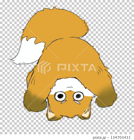 一隻狐狸在翻跟頭 134703431