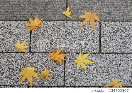 石畳に落ちた紅葉 石畳に落ちた紅葉 134703507