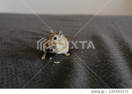 Small, adorable gerbil stands on a soft, dark gray blanket, nibbling on sunflower seeds, creating a heartwarming scene  134703571