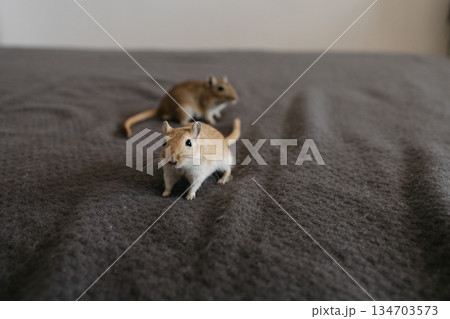 Small gerbil standing upright on two legs, gazing curiously to the right on a smooth gray surface in a clean indoor setting Small gerbil standing upright on two legs, gazing curiously to the right on a smooth gray surface in a clean indoor setting 134703573