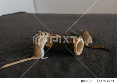 Small gerbil standing upright on two legs, gazing curiously to the right on a smooth gray surface in a clean indoor setting 134703574