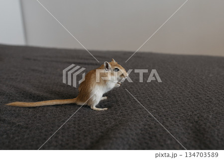 Small gerbil standing upright on two legs, gazing curiously to the right on a smooth gray surface in a clean indoor setting 134703589