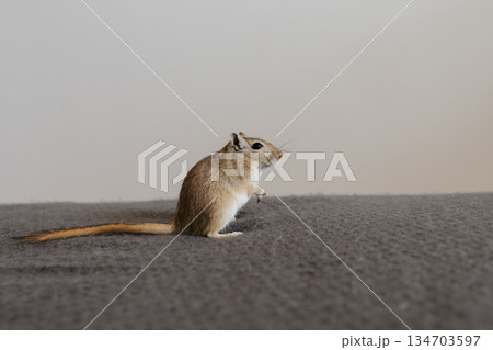 Small gerbil standing upright on two legs, gazing curiously to the right on a smooth gray surface in a clean indoor setting Small gerbil standing upright on two legs, gazing curiously to the right on a smooth gray surface in a clean indoor setting 134703597