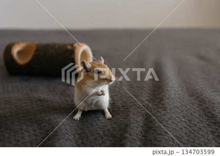 Small gerbil standing upright on two legs, gazing curiously to the right on a smooth gray surface in a clean indoor setting 134703599