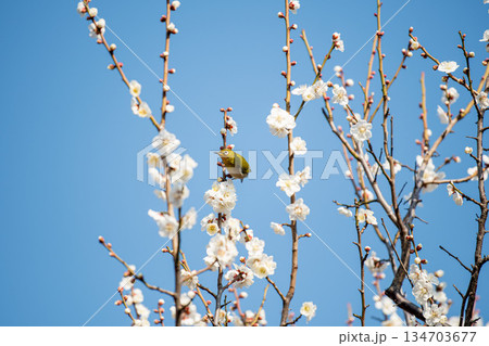 満開の梅とメジロ 134703677
