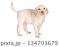 Cute Labrador puppy on isolated white background 134703679