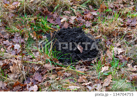 A pile of fresh black earth (mole hole) thrown to the surface by a mole. A pile of fresh black earth (mole hole) thrown to the surface by a mole. 134704755