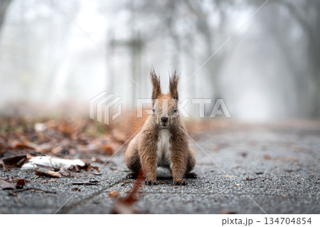 Autumn squirrel exploring foggy forest with wet leaves Autumn squirrel exploring foggy forest with wet leaves 134704854