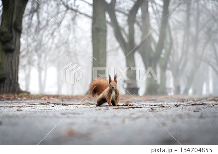 Foggy autumn morning with curious squirrel on leaf-covered ground 134704855