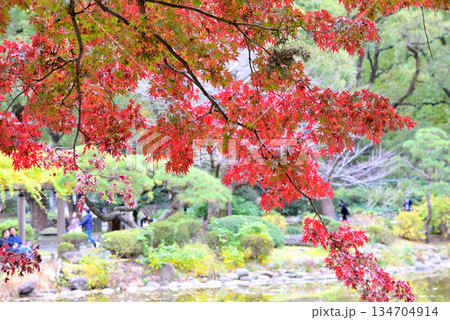 池に垂れさがる真っ赤な紅葉の枝 池に垂れさがる真っ赤な紅葉の枝 134704914