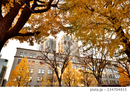 午後の日差しを受ける財務省の紅葉したイチョウの木 134704915