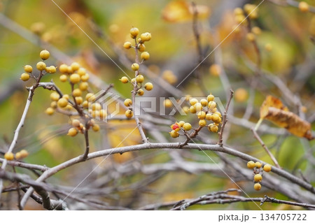ツルウメモドキの実 134705722