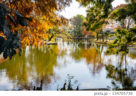 冬の神柱公園の風景（都城市） 134705730