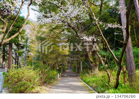 桜に囲まれた椎尾神社の鳥居 桜に囲まれた椎尾神社の鳥居 134706260