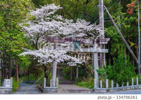 桜に囲まれた椎尾神社の鳥居 桜に囲まれた椎尾神社の鳥居 134706261