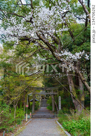 桜に囲まれた椎尾神社の鳥居 134706262