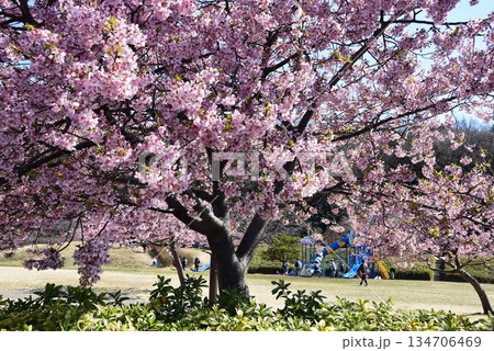 藤沢市　引地川親水公園の満開河津桜と広場と複合遊具 134706469
