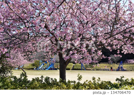 藤沢市 引地川親水公園の満開河津桜と広場と複合遊具 藤沢市 引地川親水公園の満開河津桜と広場と複合遊具 134706470
