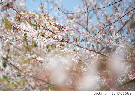 満開の桜と花びらをついばむスズメ 134706568