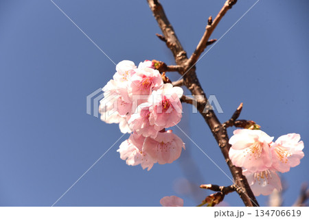 河津桜 河津桜 134706619