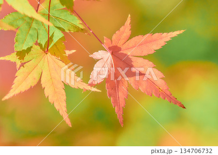 カラフルに色づく紅葉の葉楓 134706732